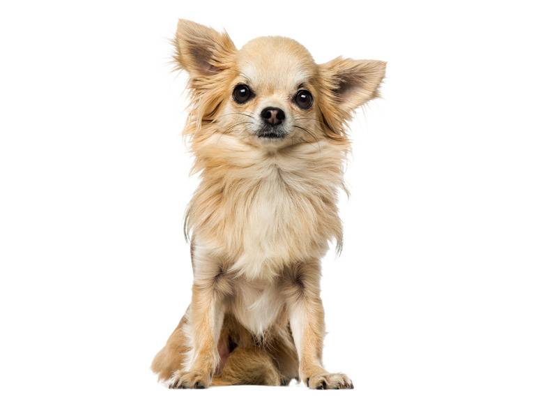 zoofari® Hundegeschirr, mit Zugkraftverteilung auf den Brustkorb Hotsell