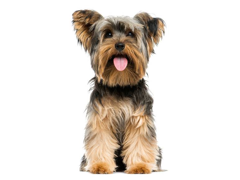 zoofari® Hundegeschirr, mit Zugkraftverteilung auf den Brustkorb Hotsell