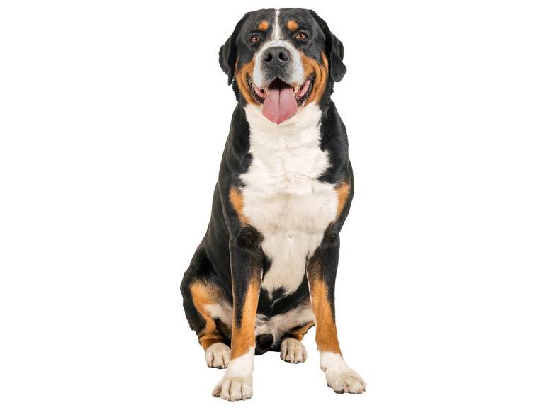 zoofari® Hundegeschirr, mit Klettstickern Schlussverkauf