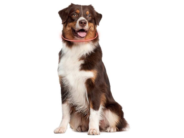zoofari® LED-Leuchtschlauch Hundehalsband, mit 3 Leuchtfunktionen Meist gekauft
